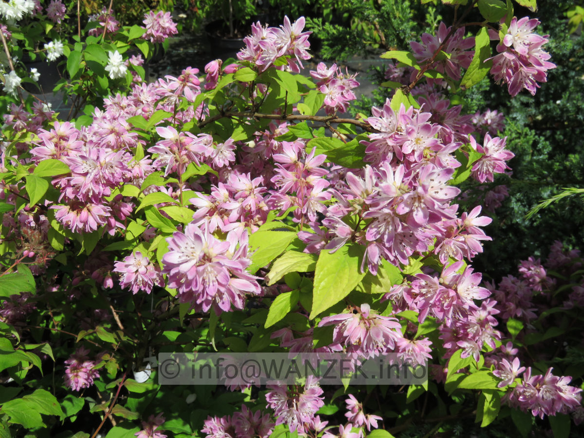 Deutzia Strawberry Fields 01.JPG